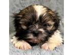 Shih Tzu Puppy for sale in Buffalo, MO, USA
