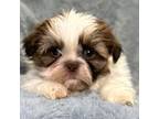 Shih Tzu Puppy for sale in Buffalo, MO, USA