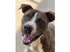 Adopt Odin a American Pit Bull Terrier / Mixed dog in Duncan, OK (38146683)