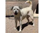 Adopt Jesse a White - with Tan, Yellow or Fawn Australian Cattle Dog / Mixed