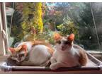 Adopt Raven / Spirit a Orange or Red (Mostly) Domestic Shorthair / Mixed (short
