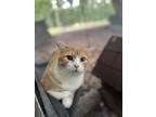 Adopt Mike a Orange or Red Tabby Domestic Shorthair (short coat) cat in Ray