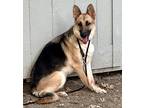Adopt Mama Kelce a German Shepherd Dog / Mixed dog in Waxahachie, TX (38052362)