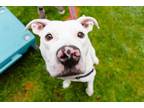 Adopt Piggy a White Mixed Breed (Large) / Mixed dog in Lynnwood, WA (37969231)