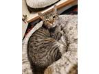 Adopt Paddy a Brown Tabby Domestic Shorthair cat in Portland, OR (38114773)