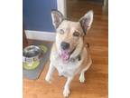 Adopt Sachy a White Australian Shepherd / Husky dog in Gillsville, GA (38026230)