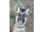 Adopt Lovisa a Black - with Tan, Yellow or Fawn German Shepherd Dog dog in