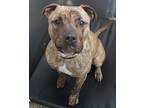 Adopt Titan a Mastiff / American Pit Bull Terrier / Mixed dog in Fremont