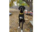 Adopt Cocoa a Black - with White Great Dane / Mixed dog in Denver, CO (35590159)
