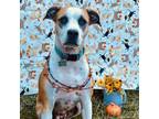 Adopt Virginia a Tan/Yellow/Fawn Boxer / Labrador Retriever / Mixed dog in