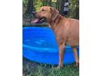 Adopt TRUMAN a Redbone Coonhound / Labrador Retriever / Mixed dog in Little