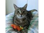 Adopt Lovey a Domestic Shorthair / Mixed (short coat) cat in Meriden