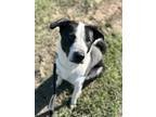 Adopt Adi a Black Border Collie / Mixed dog in Marshall, TX (37043259)