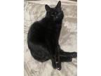 Adopt Fil a Black (Mostly) Domestic Shorthair / Mixed (medium coat) cat in
