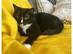 Adopt Nike a Black & White or Tuxedo Domestic Shorthair / Mixed cat in Penndel