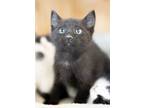 Adopt Clio a All Black American Shorthair (medium coat) cat in Torrey