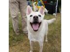 Adopt Pokiha a White - with Tan, Yellow or Fawn Australian Cattle Dog / Husky /