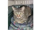 Adopt Riddle a Domestic Shorthair / Mixed (short coat) cat in Washburn