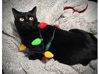 Adopt Ember 1417G-30 a All Black Domestic Shorthair (short coat) cat in Mead
