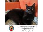 Adopt Chum C12154 (Sponsored) a All Black Domestic Shorthair / Mixed cat in