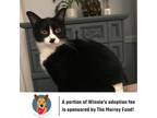 Adopt Winnie C7199 (Sponsored) a All Black Manx / Mixed cat in Minnetonka
