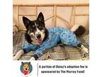 Adopt Daisy D6327 (Sponsored) a Black Husky / Mixed dog in Minnetonka