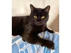 Adopt Coco a All Black Domestic Shorthair cat in Breinigsville, PA (38023956)