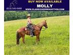 Chestnut Tennessee Walking Horse Mare