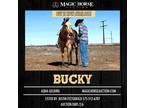 Borden's Buck~Extra Gentle & Safe*Trail*Finished Ranch Horse AQHA Gelding~