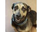 Adopt HULA a Black Catahoula Leopard Dog / Mixed dog in Kyle, TX (38111625)