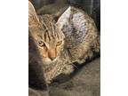 Adopt Missy a Brown Tabby American Shorthair (short coat) cat in Palmdale