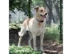 Adopt Buttercup a Tan/Yellow/Fawn Labrador Retriever / Mixed dog in Wimberley