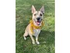 Adopt Kyle a Siberian Husky / American Pit Bull Terrier / Mixed dog in