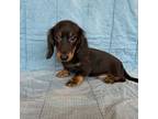 Dachshund Puppy for sale in Arlington, MN, USA