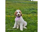 Goldendoodle Puppy for sale in Sugarcreek, OH, USA