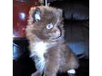 Pomeranian Puppy for sale in Cleveland, OH, USA