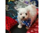 Maltese Puppy for sale in Edgewood, TX, USA