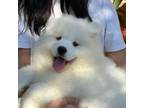 Samoyed Puppy for sale in Prunedale, CA, USA