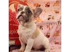 French Bulldog Puppy for sale in Coalgate, OK, USA
