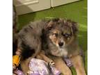 Miniature Australian Shepherd Puppy for sale in Morriston, FL, USA