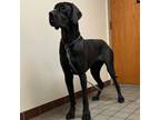 Great Dane Puppy for sale in Zion, IL, USA