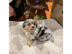 Miniature Australian Shepherd Puppy for sale in Morriston, FL, USA