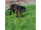 Newfoundland Puppy for sale in Cleveland, OH, USA