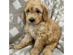 F1B Mini Goldendoodle