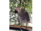 DQD 02 Male & Female African Grey Parrots Birds for Sale
