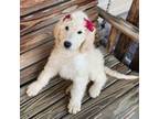 Goldendoodle Puppy for sale in Williamsburg, KY, USA