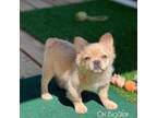 French Bulldog Puppy for sale in Wellston, OK, USA