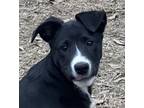 Adopt Allegra a Collie, Labrador Retriever