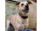 Adopt Ginger a Cattle Dog