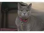 Adopt Dixie a Russian Blue, Domestic Short Hair